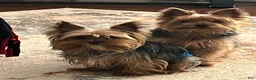 Yorkshire Terrier dogs for sale: Payton - Ad 54