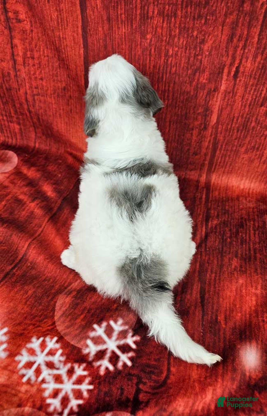 Mini Sheepadoodle dogs for sale: Kringle - Ad 5