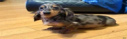 Miniature Dachshund dogs for sale: AKC Russian- Pra clear sale - Ad 12