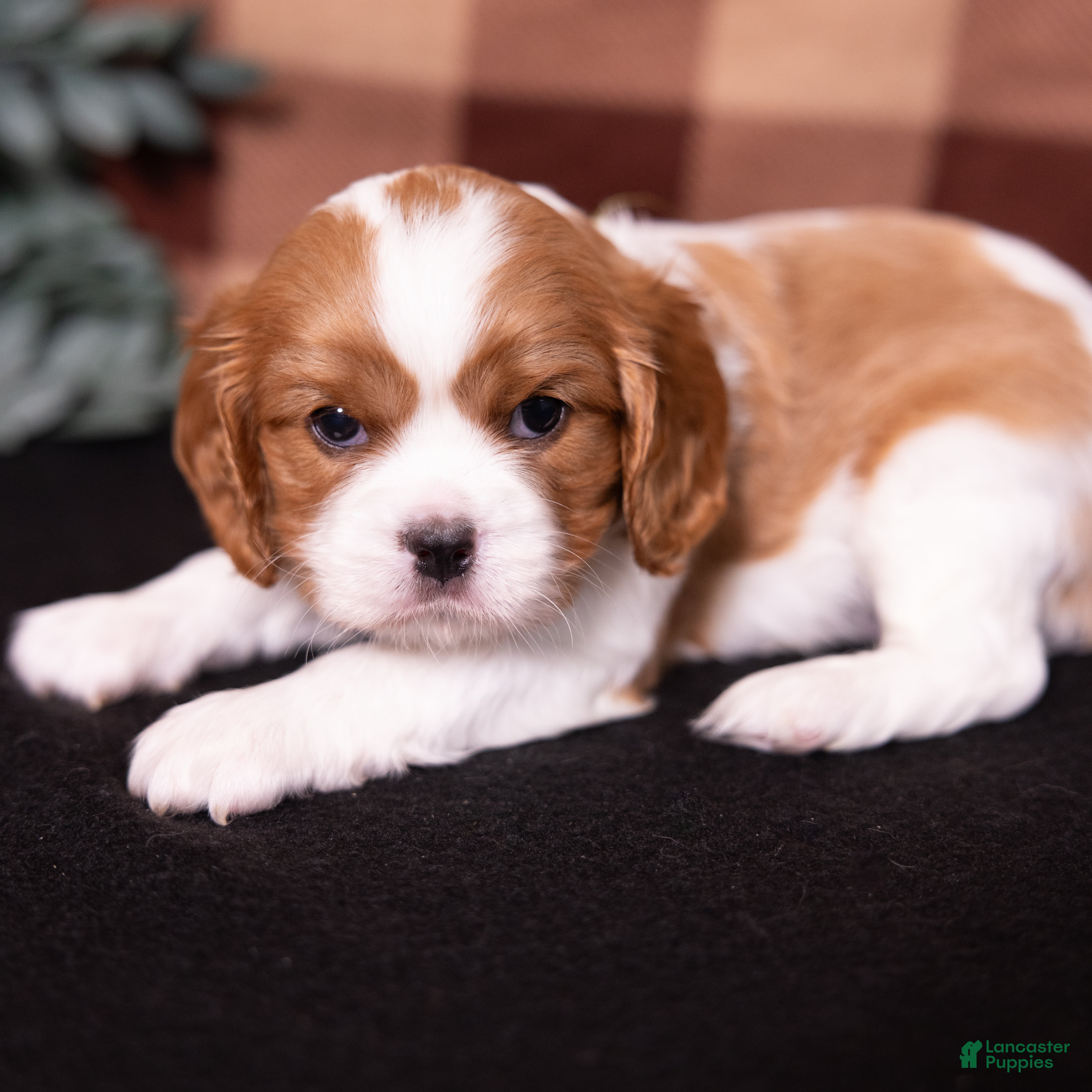 Cavalier King Charles Spaniel dogs George - Ad 2