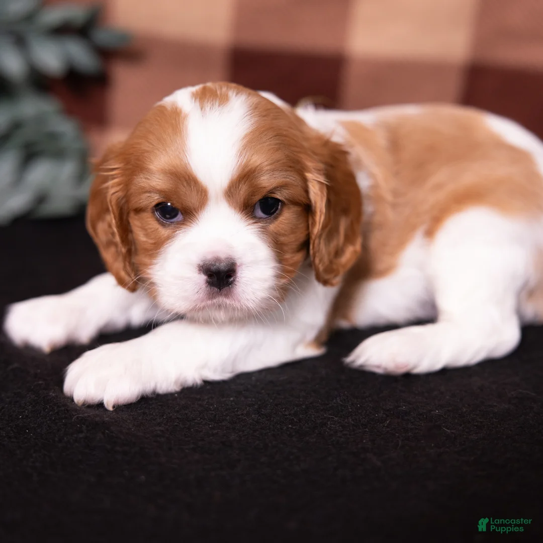Cavalier King Charles Spaniel dogs for sale: George - Ad 2