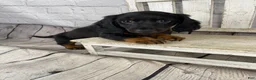 Miniature Dachshund dogs for sale: Bo - Ad 4