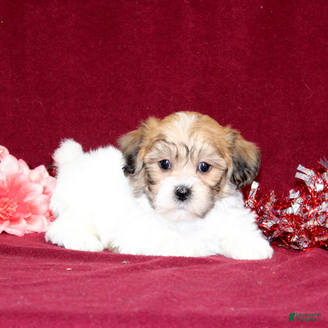 Teddy Bear dogs for sale: Zippy - Ad 4