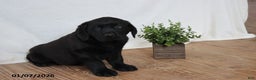 Labrador Retriever dogs for sale: Frank - Ad 4