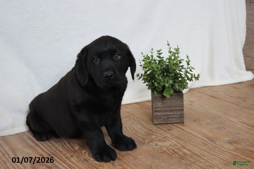 Labrador Retriever dogs for sale: Frank - Ad 4