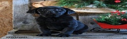 Labrador Retriever dogs for sale: Ripple - Ad 3