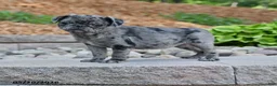 Pug dogs for sale: Jenna - Ad 1