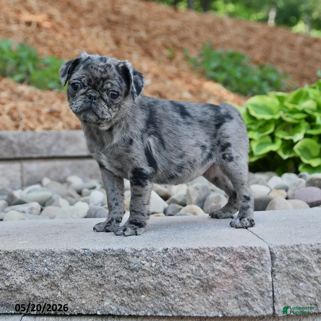 Pug dogs for sale: Jenna - Ad 1