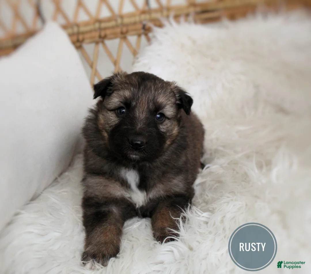 Mixed Breed dogs for sale: Rusty  - Ad 1