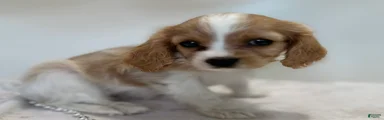 Starlight Cavalier King Charles Spaniel 