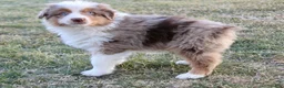 Australian Shepherd dogs for sale: Biggs - Ad 4