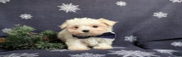 Maltese dogs for sale: Augustus 7 lbs Full Grown - Ad 6