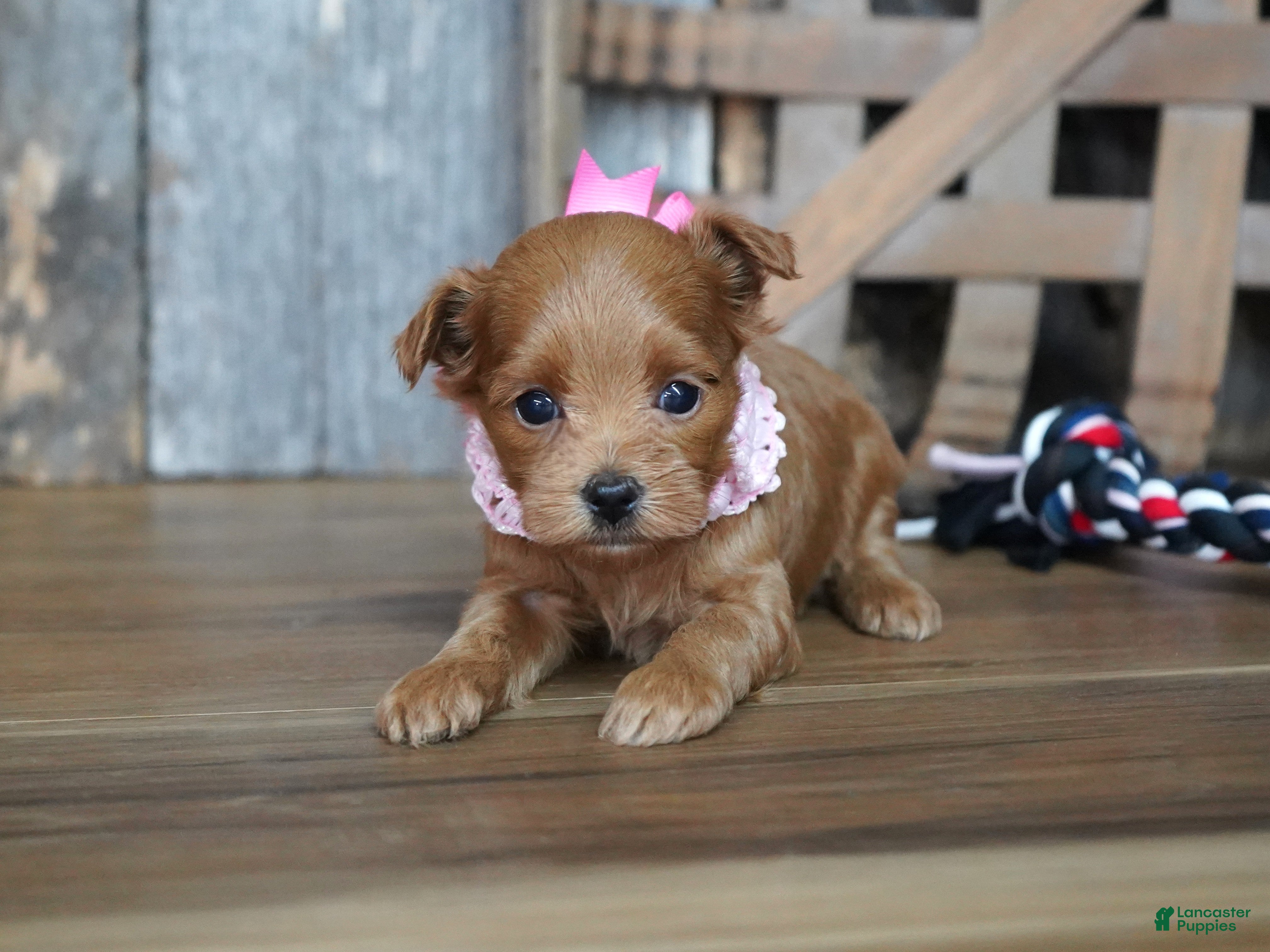 Maltipoo dogs Sara - Ad 21