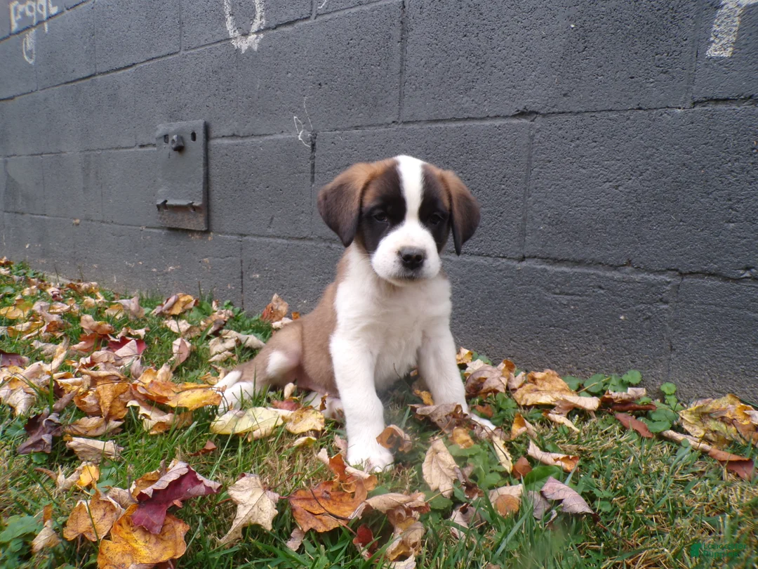Saint Bernard dogs for sale: Ellie - Ad 2