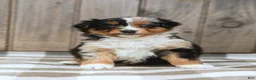 Australian Shepherd dogs for sale: Rylie - Ad 3
