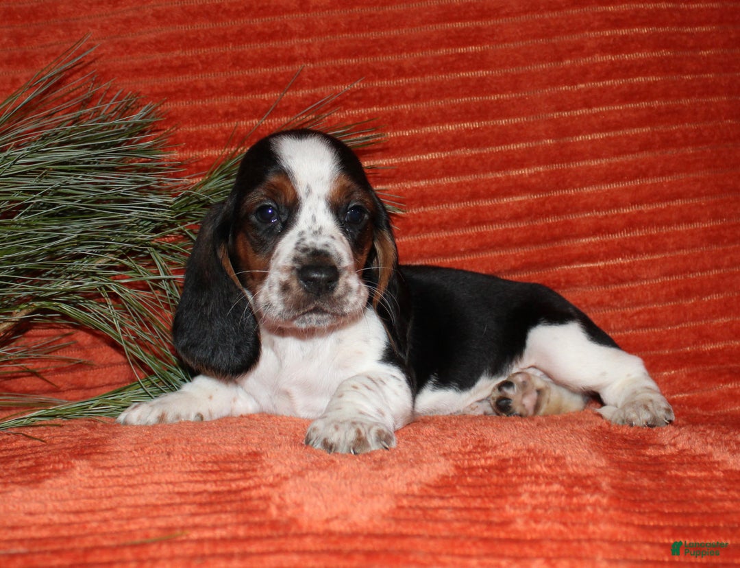 Basset Hound dogs for sale: Sammy - Ad 2