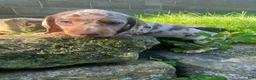 Miniature Dachshund dogs for sale: Lucy - Ad 5