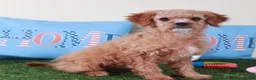 Mini Goldendoodle dogs for sale: Goldie-Light Red Pretty Female Mini Goldendoodle Puppy - Ad 2