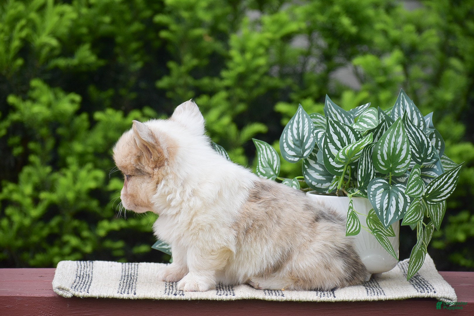 Welsh Corgi Pembroke dogs Falcon - Ad 2