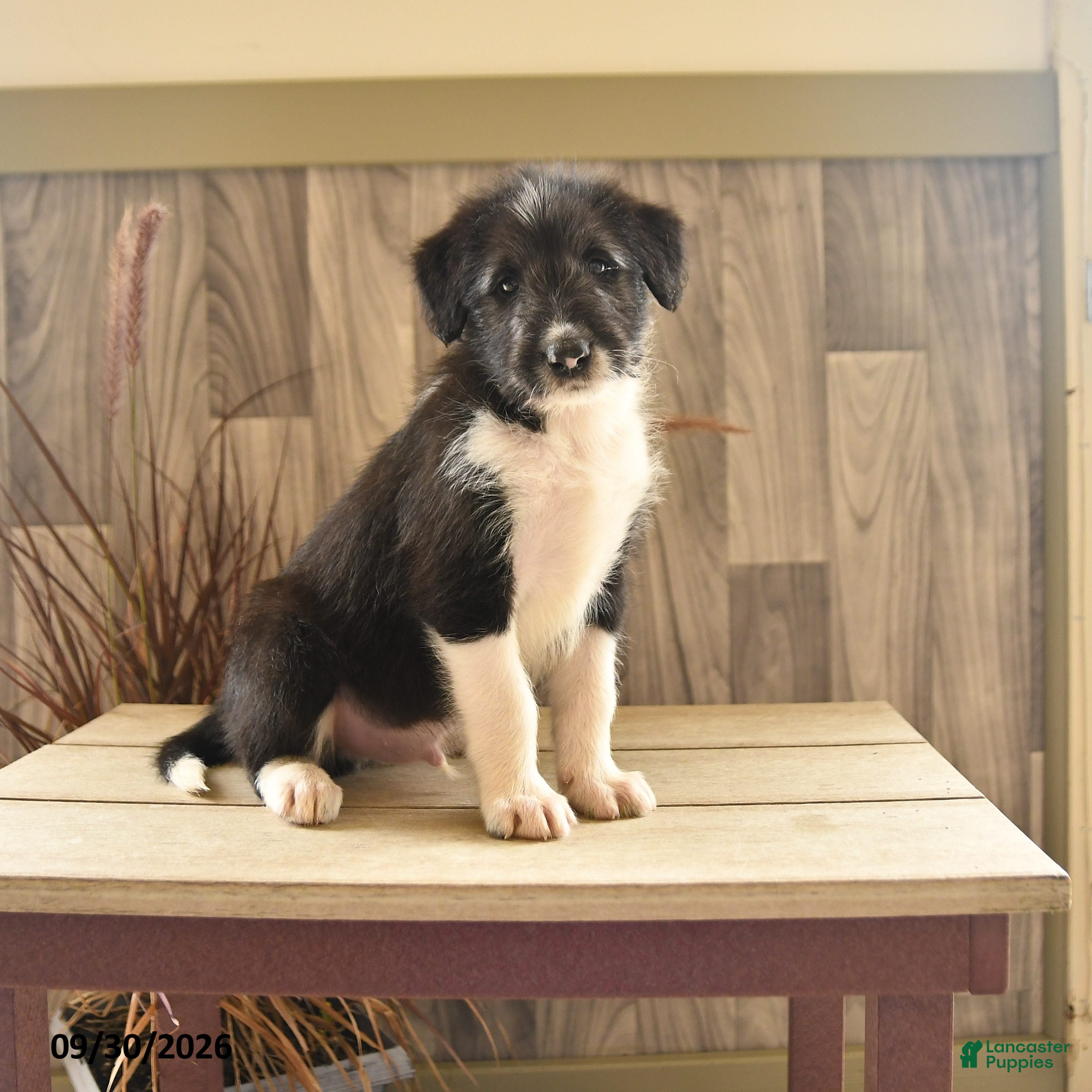 Mixed Breed dogs Bark Barrel - Ad 1