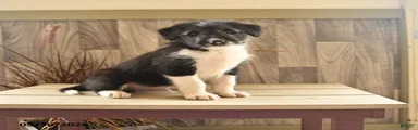 Bark Barrel