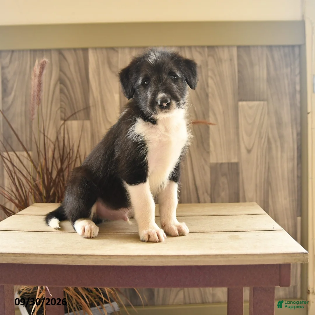 Mixed Breed dogs for sale: Bark Barrel - Ad 1