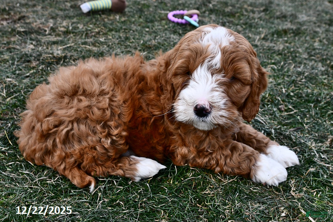 Mini Goldendoodle dogs for sale: Cappucino - Ad 4