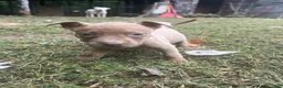 American Pit Bull Terrier dogs for sale: American Pit Bull Terrier 4 - Ad 3