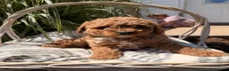 Mini Goldendoodle dogs for sale: Bobby - Ad 3