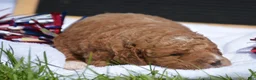 Mini Goldendoodle dogs for sale: Dusty Mini Goldendoodle 2 - Ad 2
