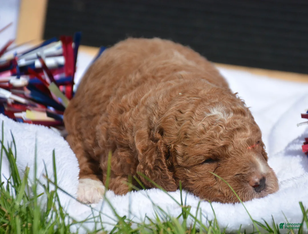 Mini Goldendoodle dogs for sale: Dusty Mini Goldendoodle 2 - Ad 2