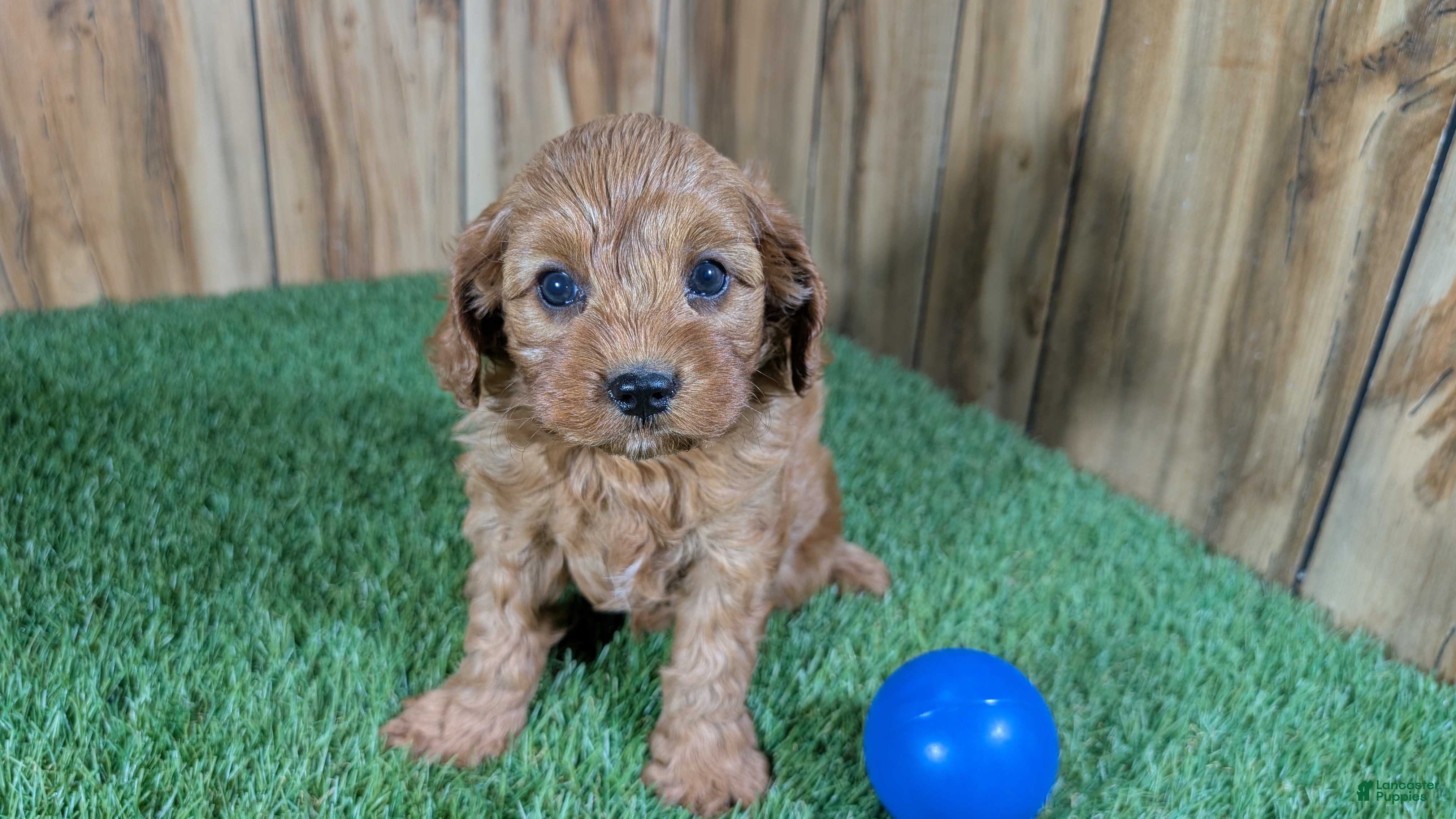 Cavapoo dogs LaRae's Boy - Ad 2