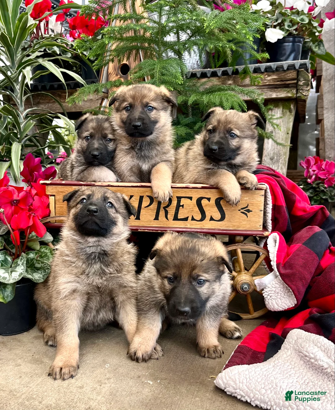 German Shepherd dogs for sale: Working Line ❤️Sweet Georgia❤️🐾AKC Hip CERT❤️Call 717-529-2347 leave message for Dave - Ad 7