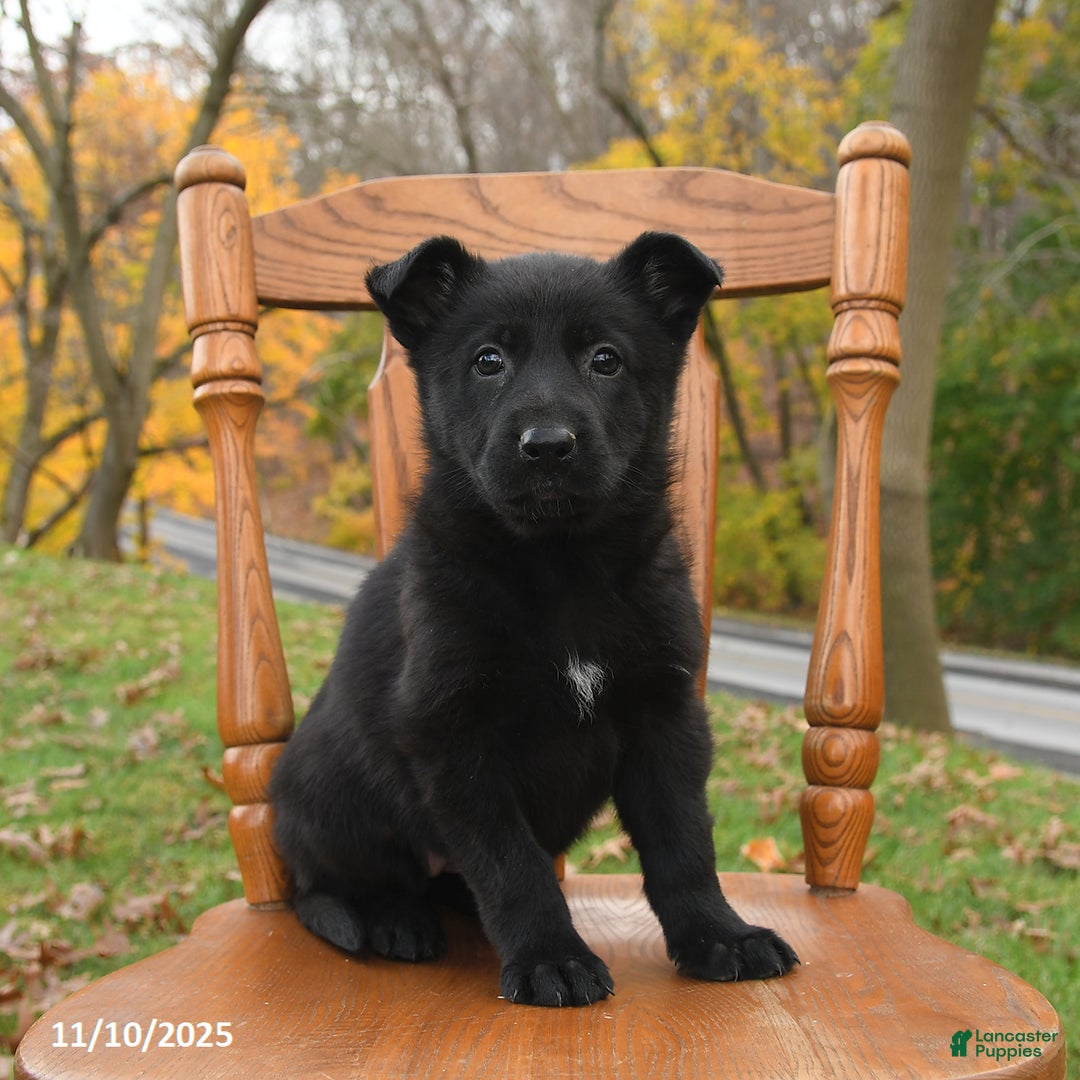 German Shepherd dogs for sale: Mia   - Ad 2