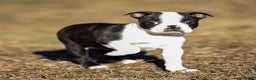 Boston Terrier dogs for sale: Rusty a Boston Terrier Puppy  - Ad 3