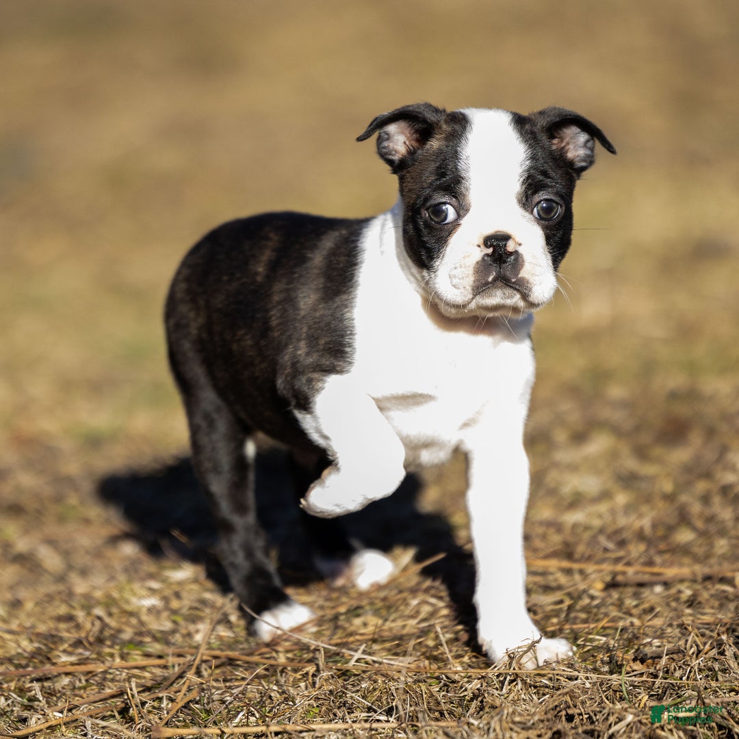 Boston Terrier dogs for sale: Rusty a Boston Terrier Puppy  - Ad 3