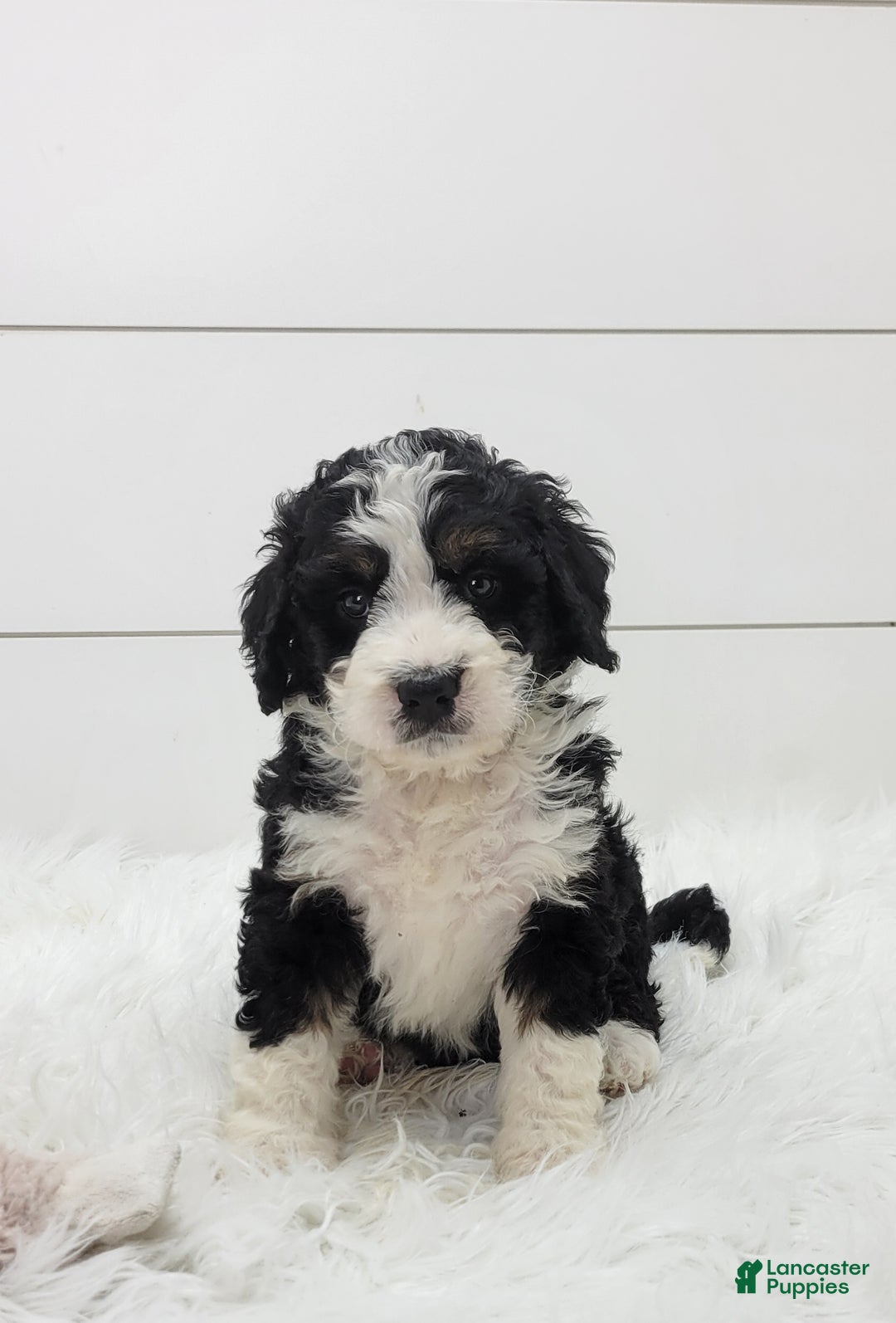 Bernedoodle dogs for sale: Chase - Ad 1