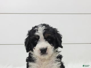 Bernedoodle dogs Chase - Ad 29