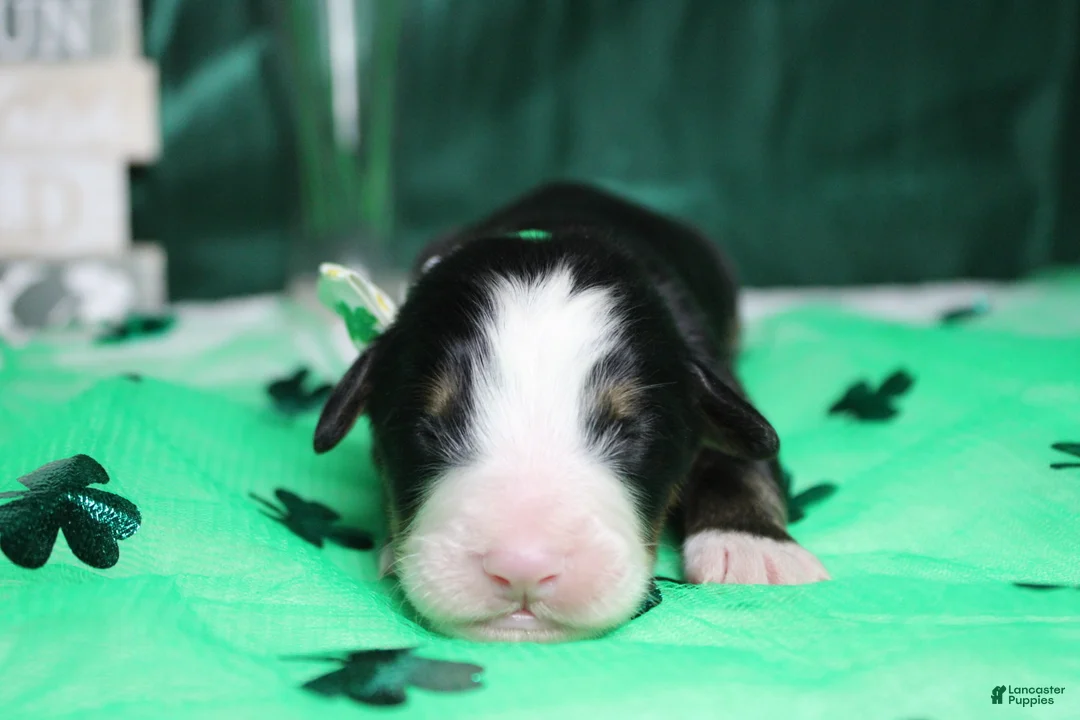 Bernese Mountain Dog dogs for sale: Moose  - Ad 9