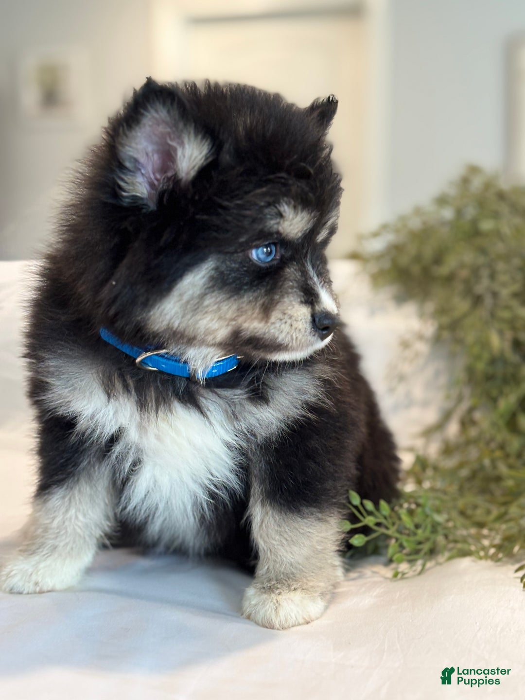 Pomsky dogs for sale: Flicker  Pomsky Puppy 2 - Ad 9