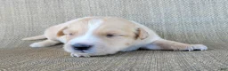 Australian Shepherd dogs for sale: Blake - Ad 4