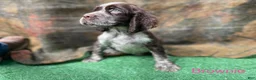 English Springer Spaniel dogs for sale: Brownie - Ad 1