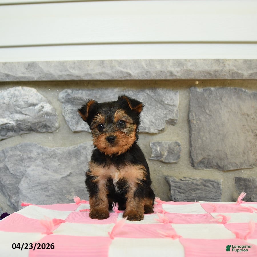 Yorkshire Terrier dogs Tar - Ad 1