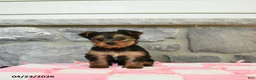 Yorkshire Terrier dogs for sale: Tar - Ad 1