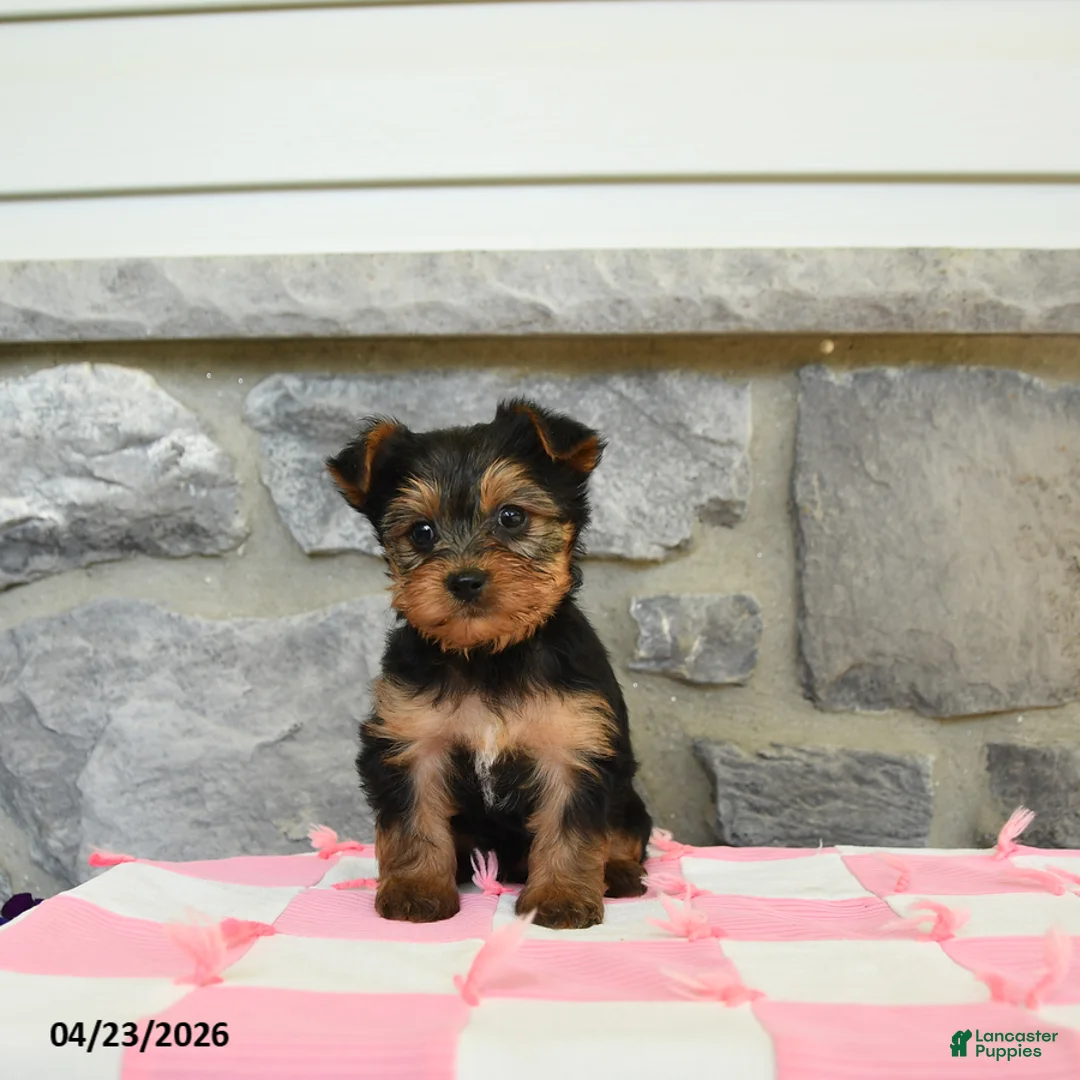 Yorkshire Terrier dogs for sale: Tar - Ad 1