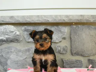 Yorkshire Terrier dogs for sale: Tar - Ad 2