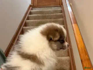 Pomeranian dogs for sale: Jester - Ad 1