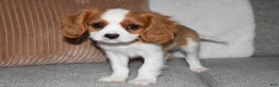 Cavalier King Charles Spaniel dogs for sale: Myles - Ad 3
