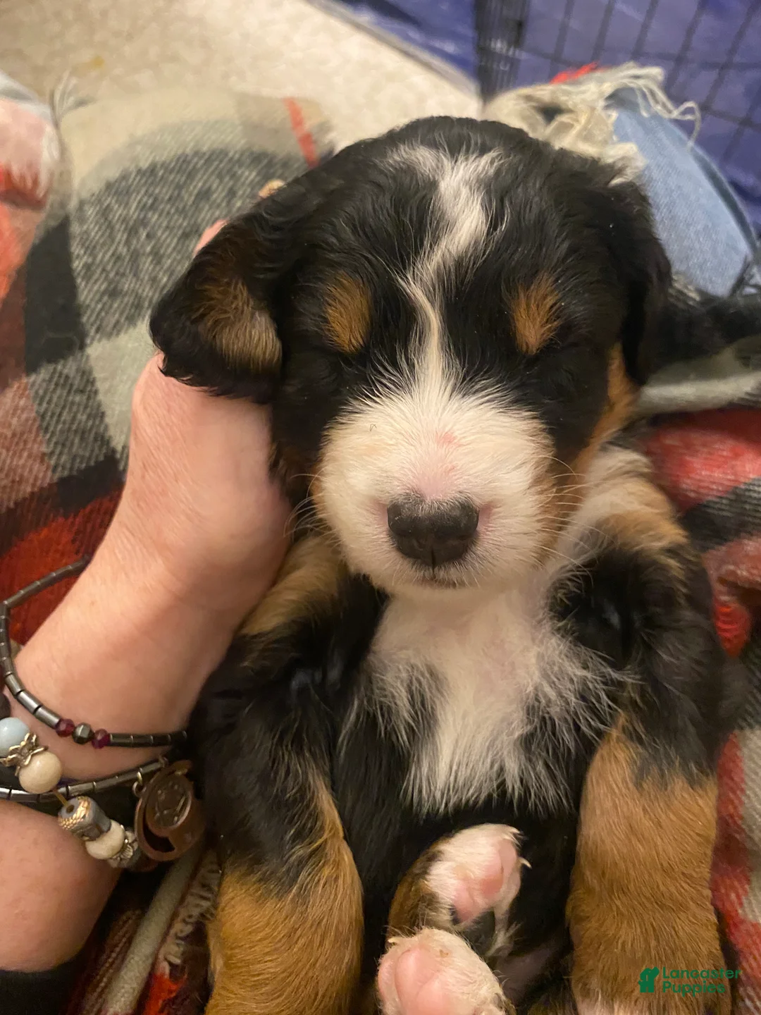 Bernedoodle dogs for sale: Bernedoodle Puppy 9 - Ad 9