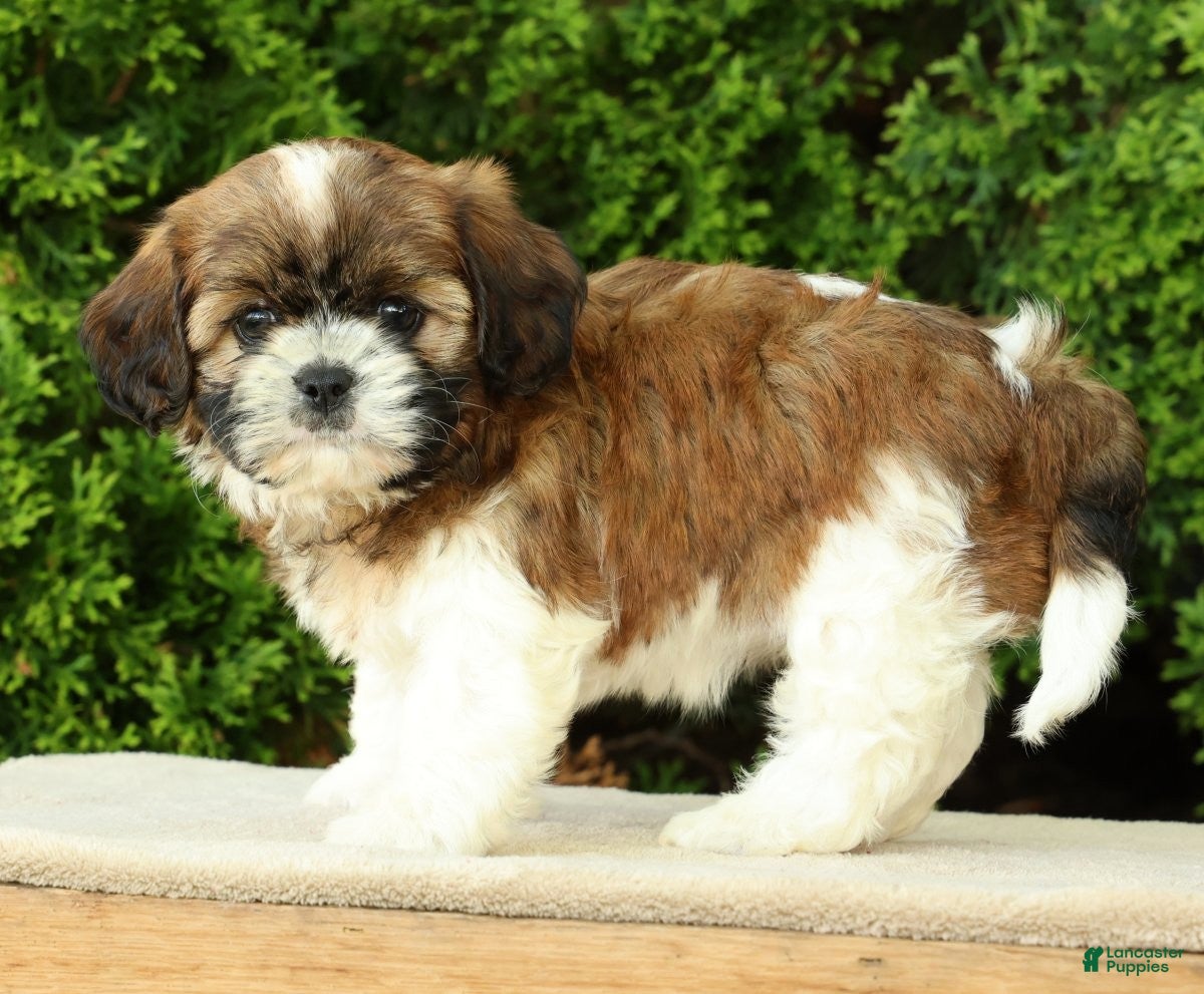 Mixed Breed dogs Winnie - Ad 2